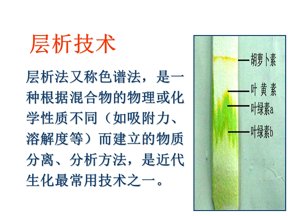 转氨基作用.ppt_第3页