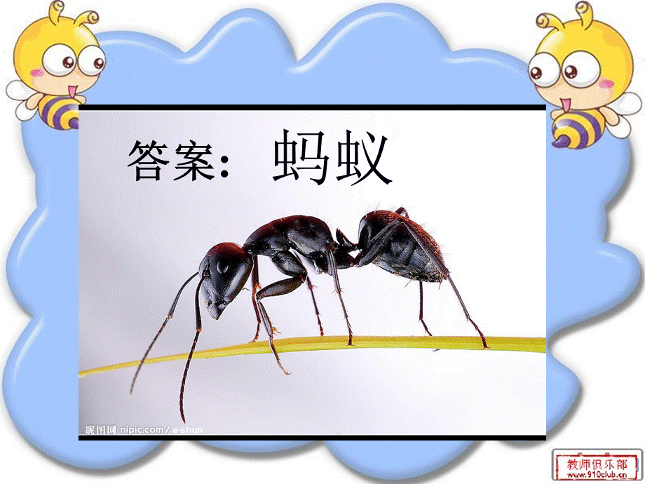 教科版三年级科学上册《蚂蚁》课件(完整版知识点全).ppt_第3页